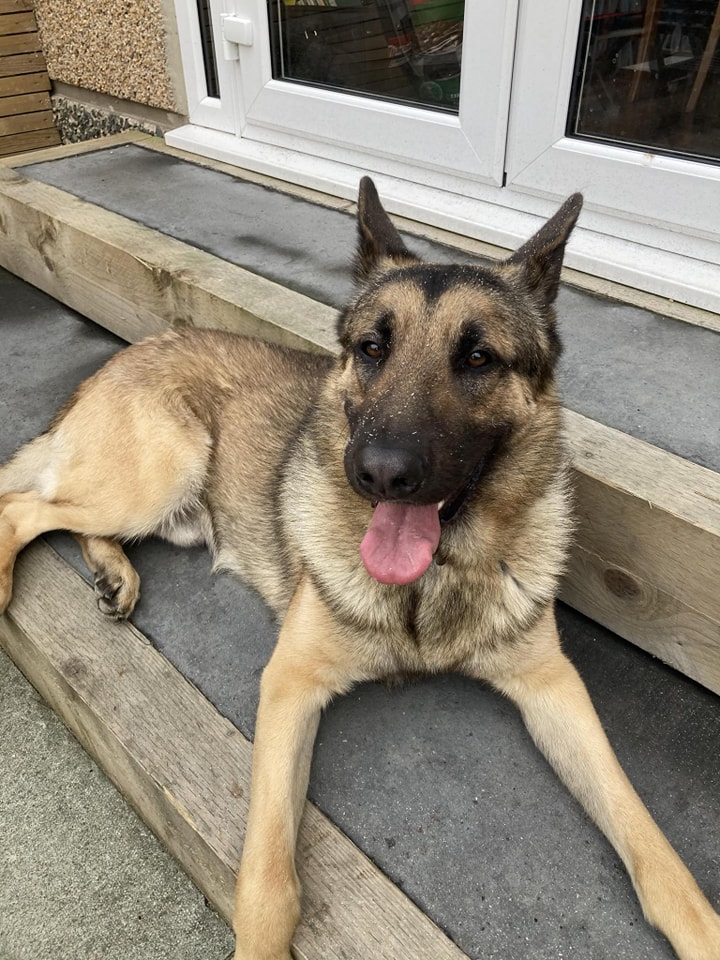 Please retweet to help Guiness find a home #MOLD #WALES North #UK 'Guiness is a lovely lad dog friendly and looking for a new home after his owner sadly passed away he has been taken in by family for the last 12 months but they are struggling and think he would be better…