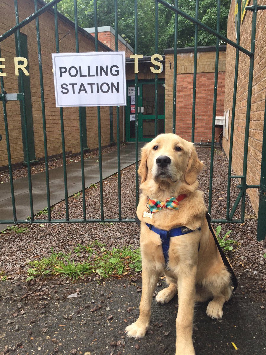 Someone's taking voting very seriously! #dogsatpollingstations