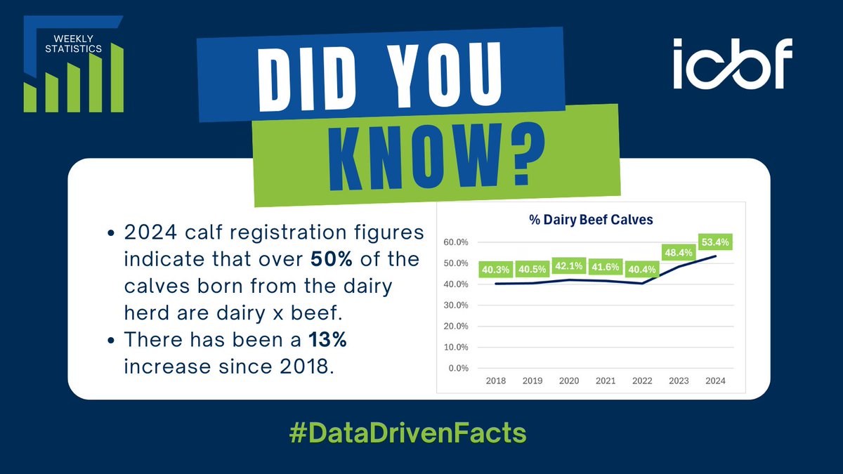 ICBF Statistic of the week: 53.4% of calves born from the dairy herd in 2024 are dairy x beef. This is an increase of 13% since 2018. #datadrivenfacts