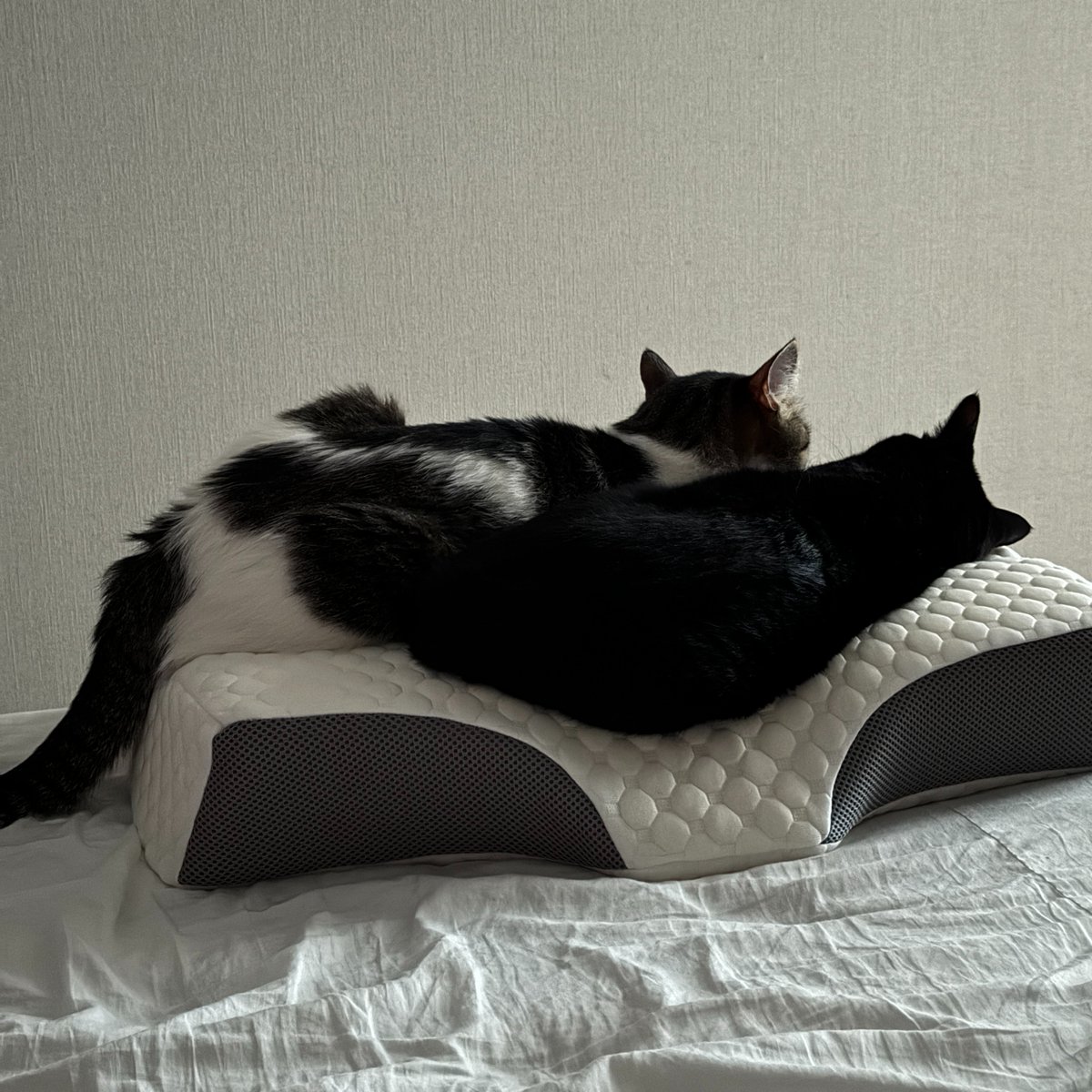 I don't know why, but my cats love memory form pillows