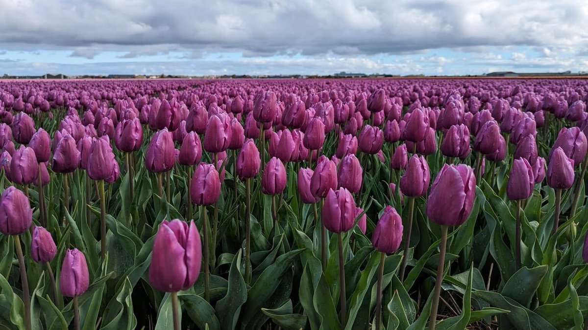 Met stijgende temperaturen in februari en maart, begint het groeiseizoen eerder en eindigt het later. Gemiddeld start het seizoen 3 weken eerder dan rond 1900. Hierdoor hebben mensen langer last van hooikoorts. #klimaatbericht knmi.nl/over-het-knmi/…