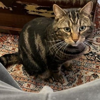 #LOST #CAT TACO 
Young Adult #Male #Cat Tabby #Neutered 
#Missing from South Road #HerneBay 
#Kent #CT6 South East
Monday 29th April 2024 
#DogLostUK #Lostcat #ScanMe 

doglost.co.uk/dog/191920