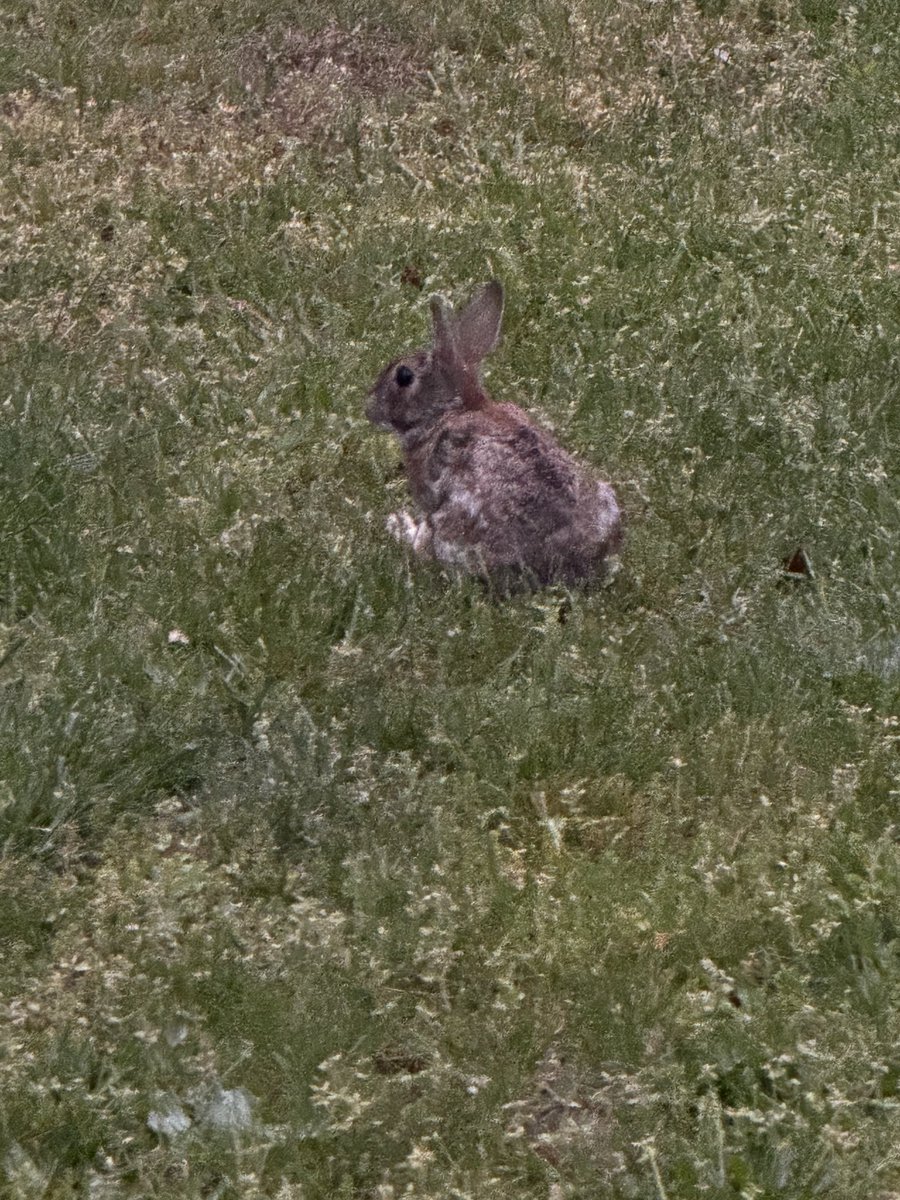 Bunny 🐰 alert 🚨 it was an exciting morning first deer 🦌 then a bunny