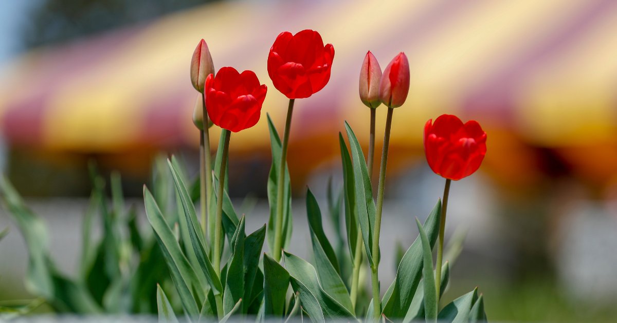 These flowers are a-MAY-zing!! 🌹🌹🌹 #UMN #UMNProud #UMNAlumni