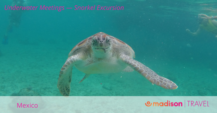 You never know who you will meet on a Madison-inspired incentive travel journey! 

bit.ly/4denfjE

#MadisonTravel #incentivetravel #incentiverewards #Mexico #snorkeling