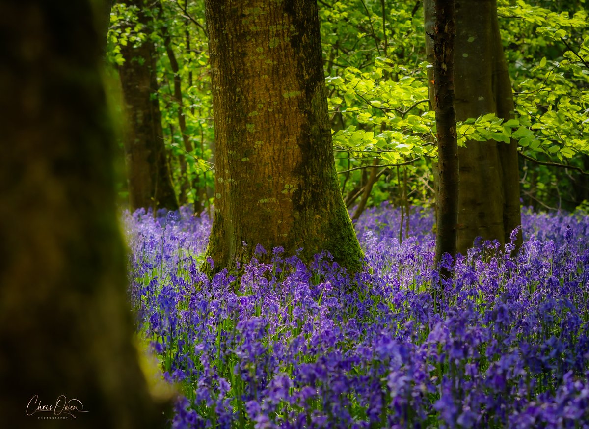 I found the most amazing display of bluebells on the outskirts of Bangor, I had the place to myself, and it was magical. Bluebell Wood 📸🏴󠁧󠁢󠁷󠁬󠁳󠁿 #bluebelles #spring #woods #landscapephotography #photography @DPhotographer @AP_Magazine @S4Ctywydd @BangorWalesNews