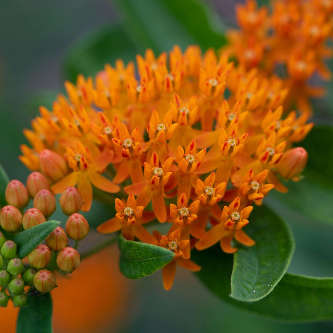 Turn over a new leaf with Wild Toledo's native plant sale! 🌼 Order pick-ups and in-person shopping will begin Sat, April 27 from 10 a.m. – 2 p.m. and continue each Sat through the end of June. Shop at wildtoledo.org