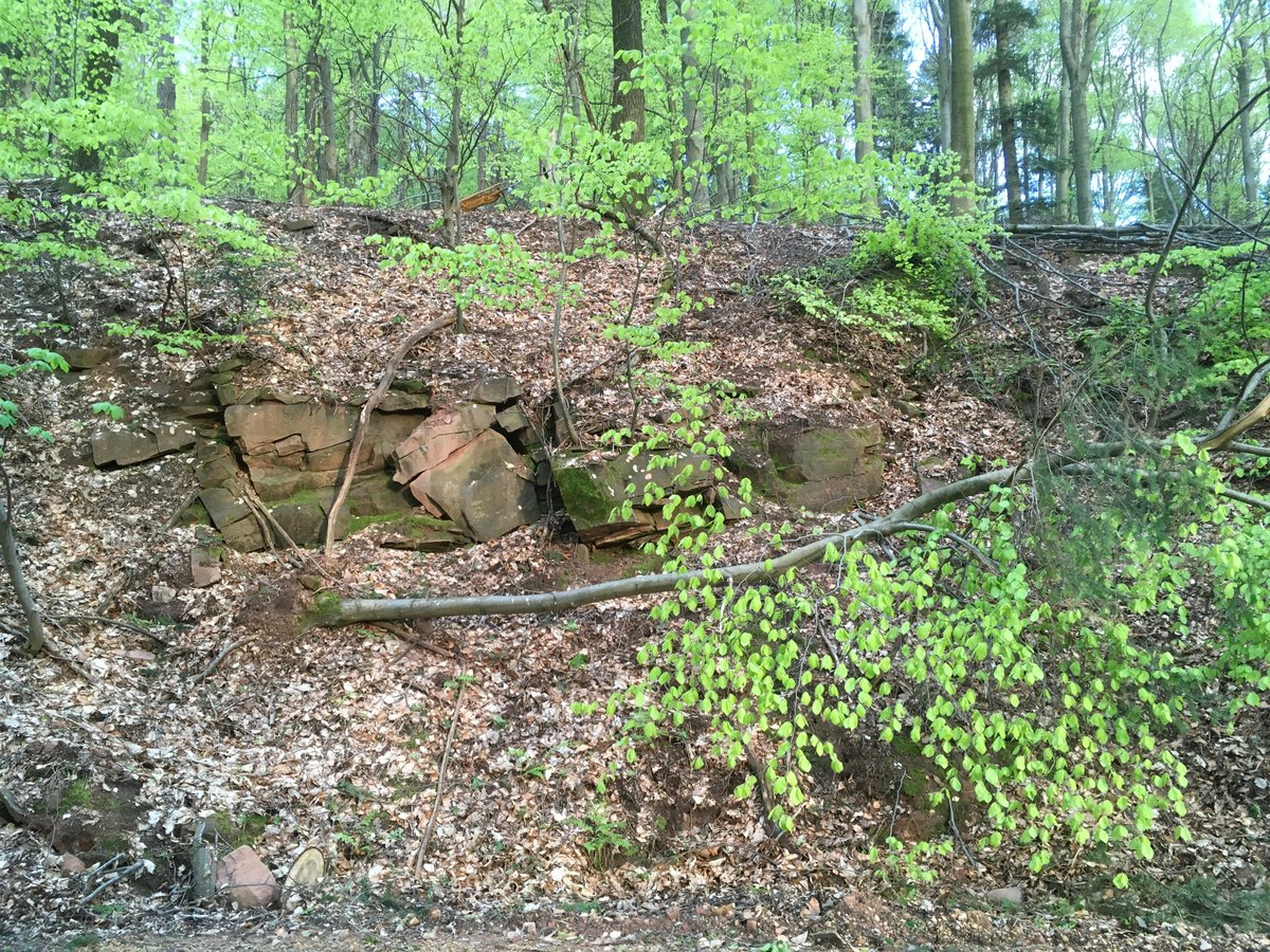 Im Wald von #Heidelberg-Handschuhsheim gibt es Überreste von alten stillgelegten Steinbrüchen, wie hier am Mittleren Jagdhausweg. Ideale Habitate für kleine Waldtiere. Das soll auch so bleiben – keine WKAs in den Wald!
#Windkraft
#Odenwald