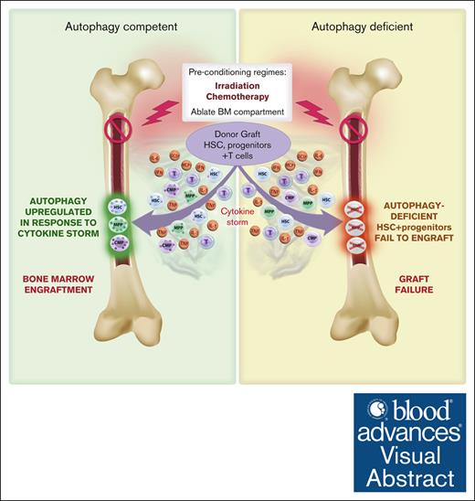 HSC and HPC require autophagy to overcome stressors in the GVHD setting in order to successfully engraft and reconstitute the bone marrow. ow.ly/gEkR50Rmtni #immunobiologyandimmunotherapy #hematopoiesisandstemcells #transplantation