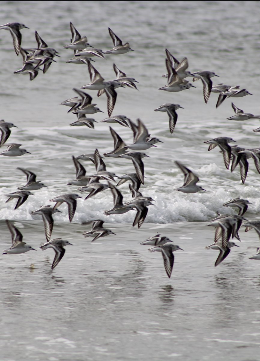 #maymotionchallenge Sanderlings