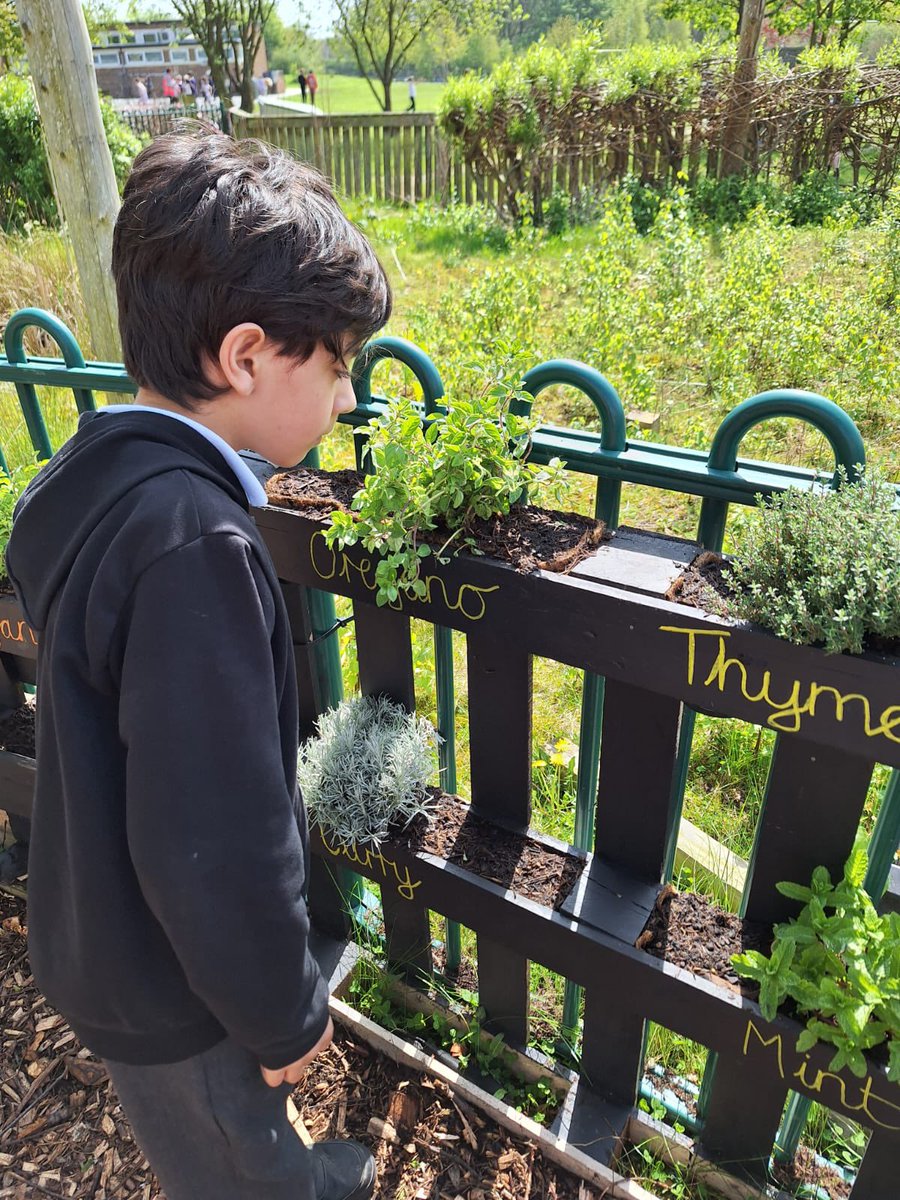 The big reveal of our herbs in our messy cafe for @OPAL_CIC #aroma #sensory #herbs #messyplay