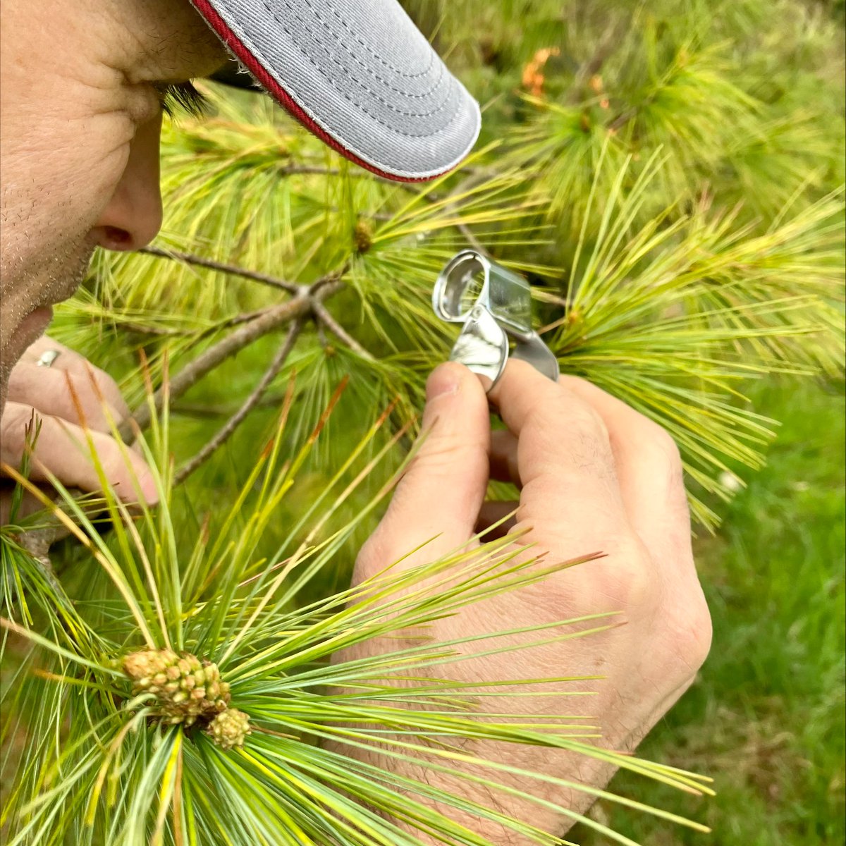 If we look after trees, they will continue to look after us💪 Bedgebury Pinetum is on the front line of research and monitoring for potential pests and diseases. Check out how we're safeguarding trees and protecting their future👉forestryeng.land/tree-health-en… #PlantHealthWeek