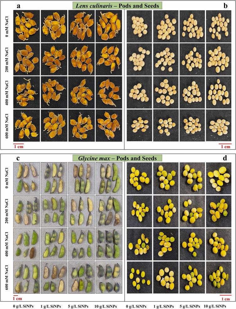 Read #OpenAccess in #PlantNanoBiology: Fertigation of NaCl-stressed lentil and soybean plants with silica nanoparticles improves seed yield and nutritional attributes
spkl.io/601942e9h