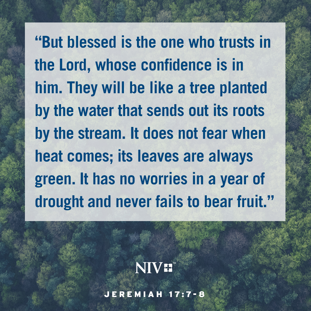 “But blessed is the one who trusts in the Lord, whose confidence is in him. They will be like a tree planted by the water that sends out its roots by the stream. It does not fear when heat comes; its leaves are always green.'' Jeremiah 17:7-8 #NIV #NIVBible