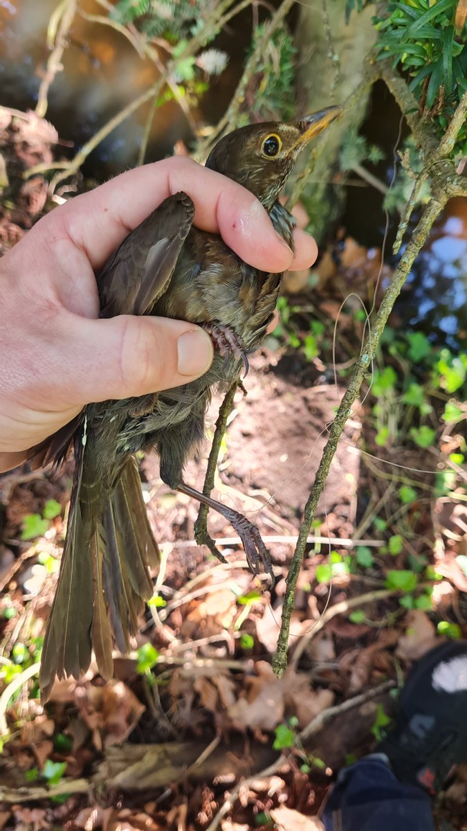 I've just about had enough of fishing line. There's an Egyptian Goose with line severing its foot, a swan with fishing line, and tackle in it's mouth and I've just found this female Blackbird dangling off a branch with line. As least this breeding female has been released.