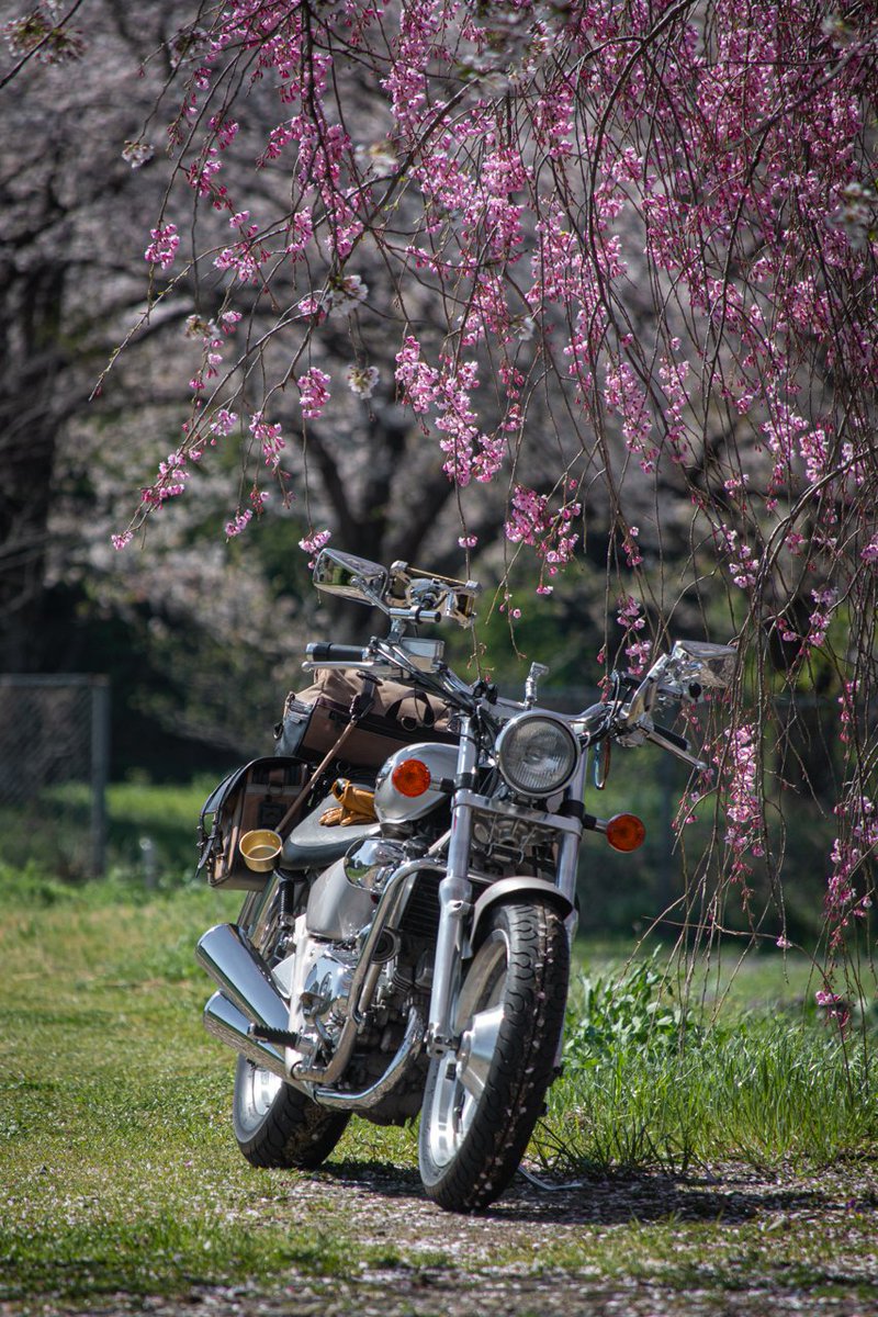 #毎月2日は二気筒の日 2024年4月 埼玉県嵐山町 歴史の里公園近く #Vツインマグナ