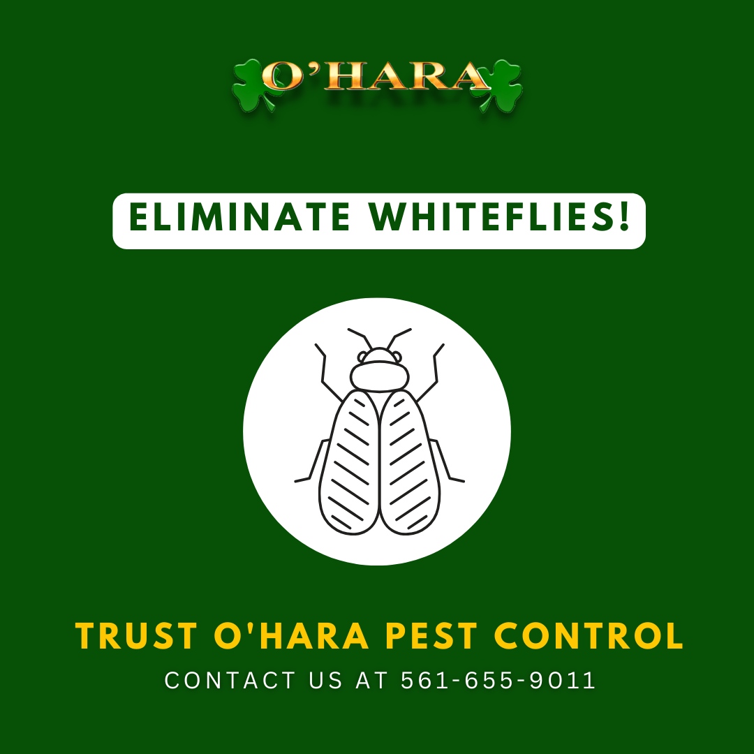 Are whiteflies causing trouble in your plants and shrubs? Don't fret! O'Hara Pest Control is here to help you reclaim your green oasis. Contact us now, and together, we'll eliminate whiteflies and bring back the beauty of your garden. 

#oharapestcontrol #pestcontrol #westpal...