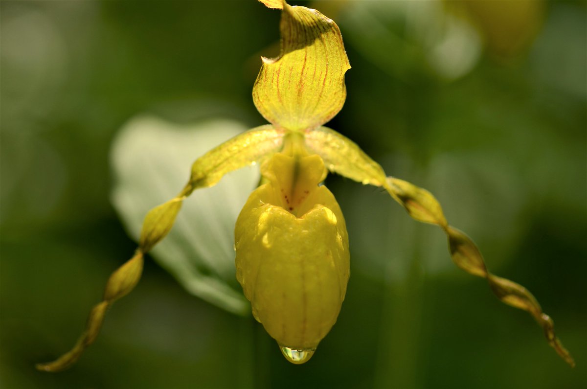 Did you know there are 58 recognized species of lady's slipper orchids? 12 of them are found in North America! Yellow lady's slipper is widespread from Alaska through much of Canada, parts of the west and much of the midwest and east. 📷 Brandon Jones/USFWS