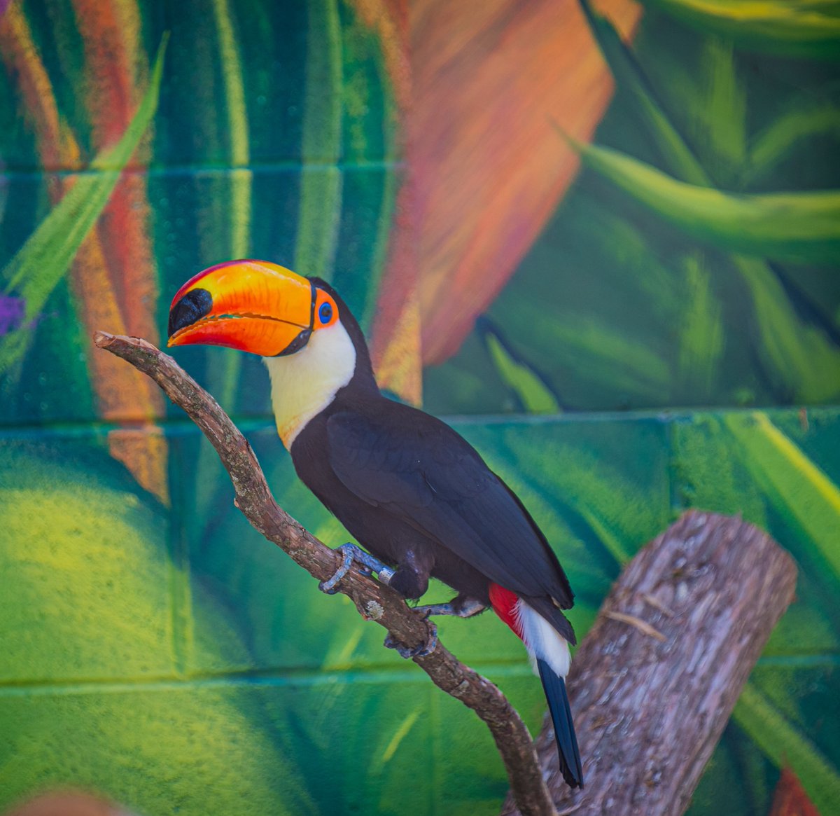 Happy 8th birthday to Lucy, our female toucan! Lucy made history last year as the first of her species to join the Louisville Zoo. Visit Lucy in the Americas zone daily from 10 a.m. – 5 p.m., exit by 6 p.m. 'Toucan' retweet to say happy birthday to Lucy!