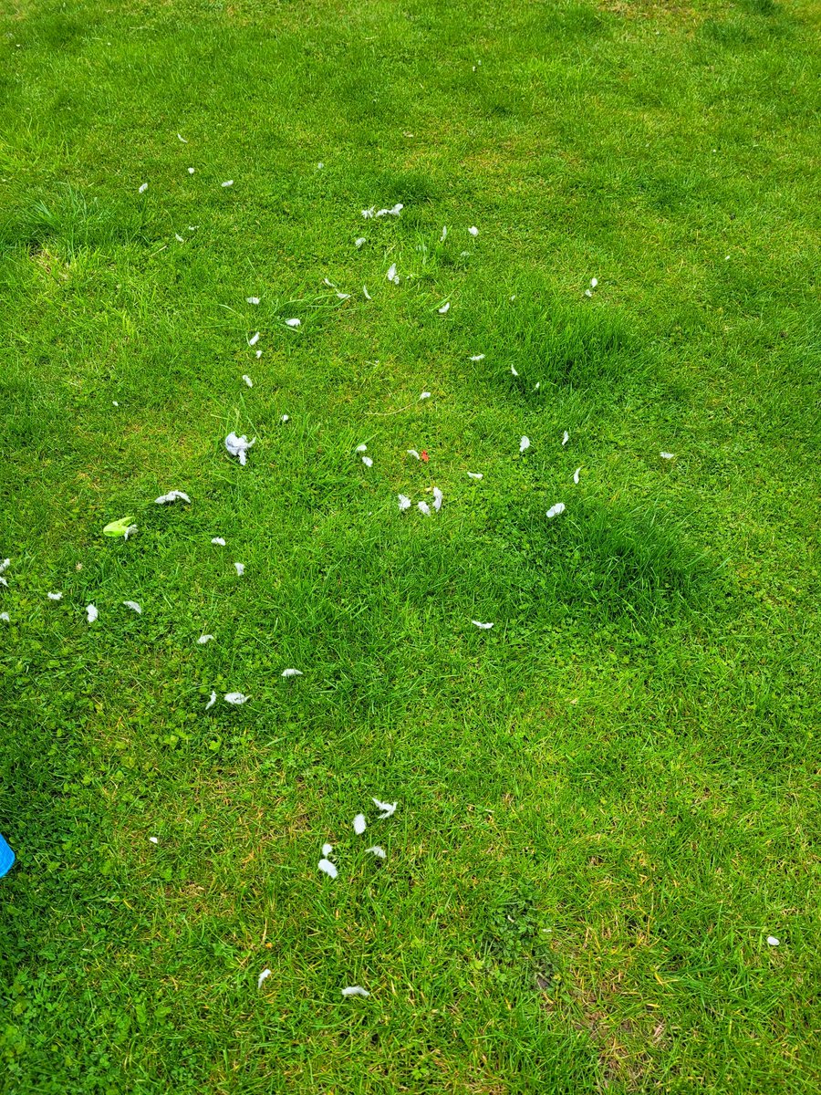 hnodrog's tweet photo. I can't see a dead pigeon from where I'm sitting, @jamielowesdev but I think there may have been one on my lawn... and a live one shortly before that. https://t.co/NuegYkJTUJ