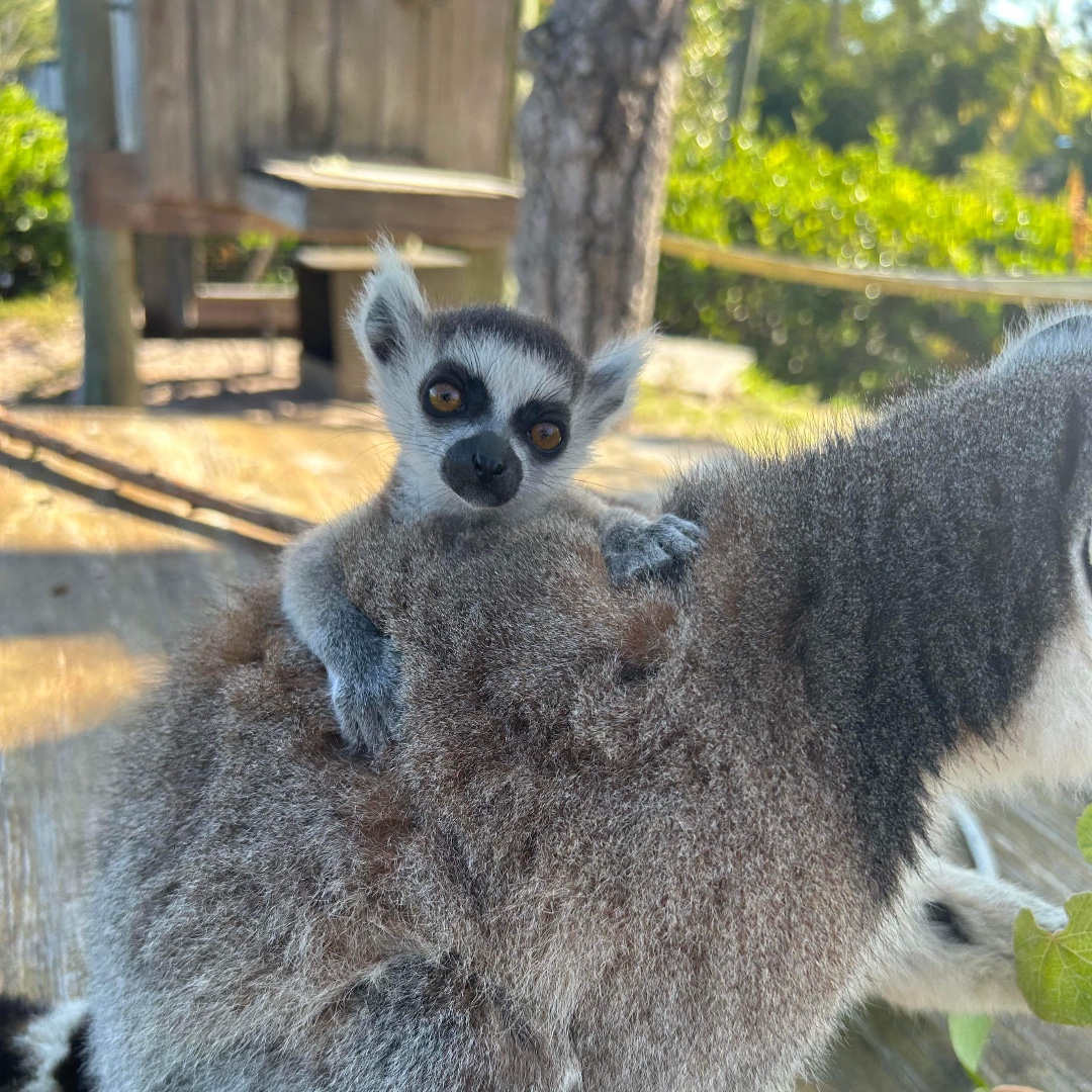 There is a 0% chance you'll see anything cuter today than little Velo's face 🥹💙 📸: Keeper Amy