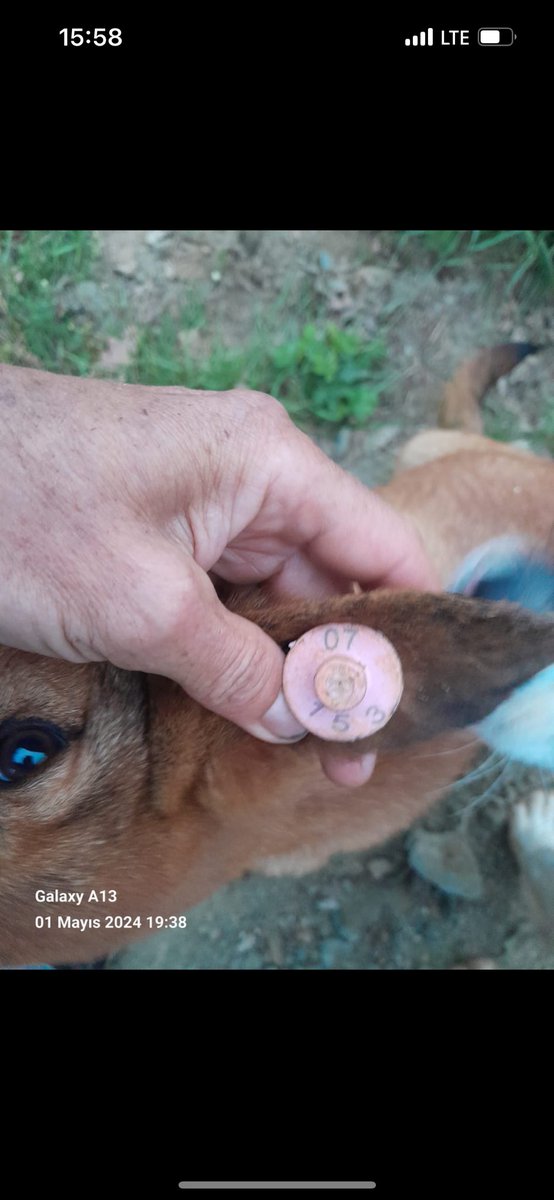 Karamürsel belediyesi yeni kısırlaşmış köpekleri İznik sınırlarına attı gönüllülerce kanıtlandı bunun sorumlularının cezalandırılması talebimizdir @KaramurselBel @kocaelivaliligi @KocaeliDKMP @kocaelider @Nihal_K34 @iznikbelediyesi @ermanpacali @Srpulsy @wishblondecat