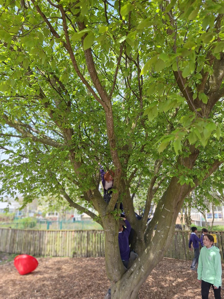 Not quite treetop adventures but mid-tree adventures @OPAL_CIC #climbing #adventure