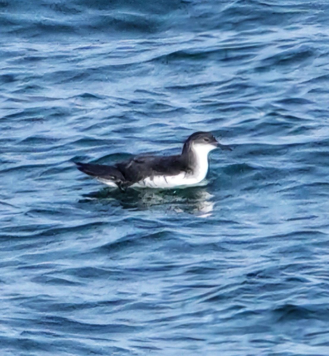 Manx Shearwater from the Coast this morning #birdwatching #birdphotography #BirdsSeenIn2024