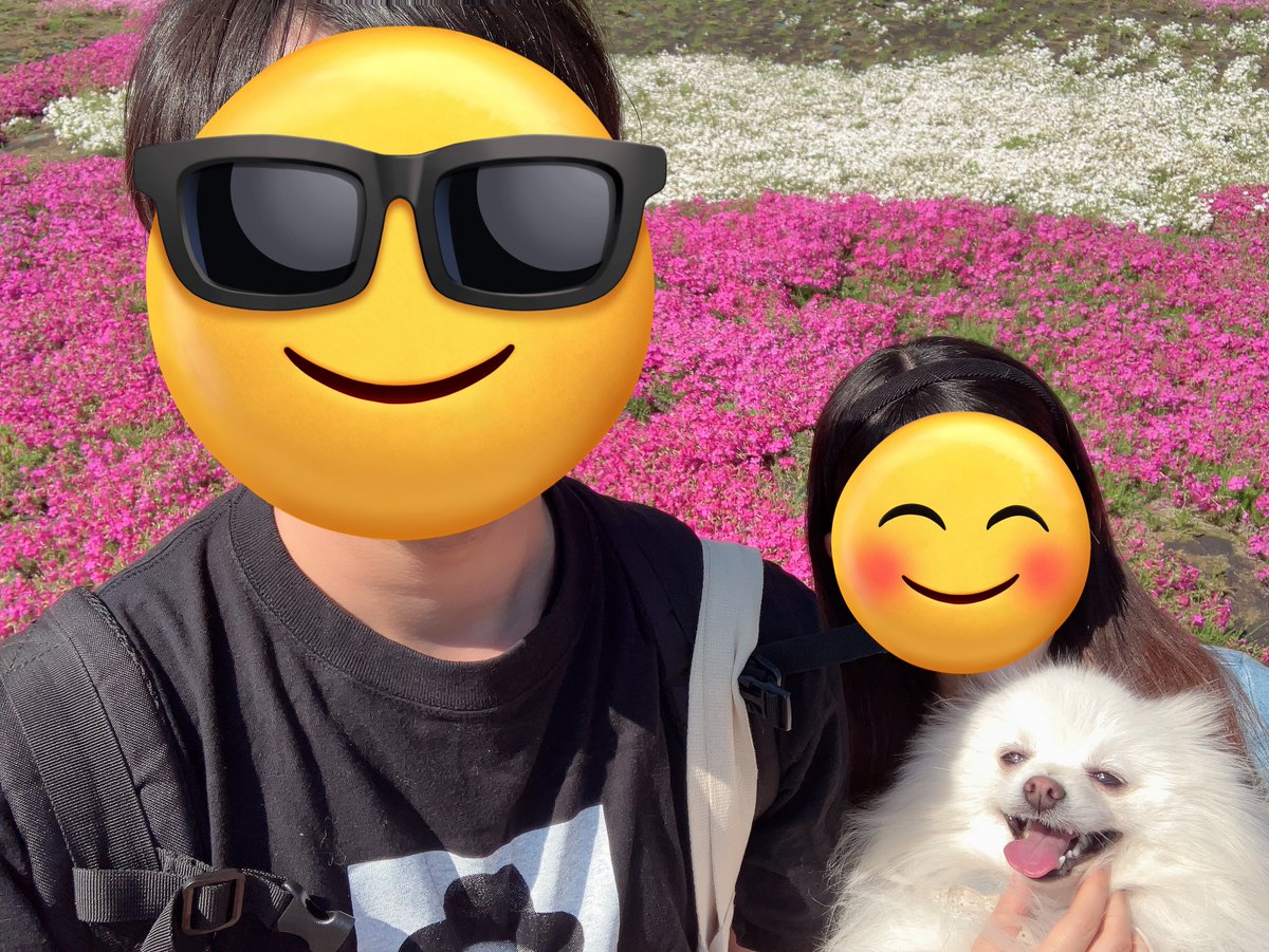 Pwl7T's tweet photo. 芝桜綺麗でしたねー🌸🌈

#犬　#ポメラニアン https://t.co/q35Yei7WS4
