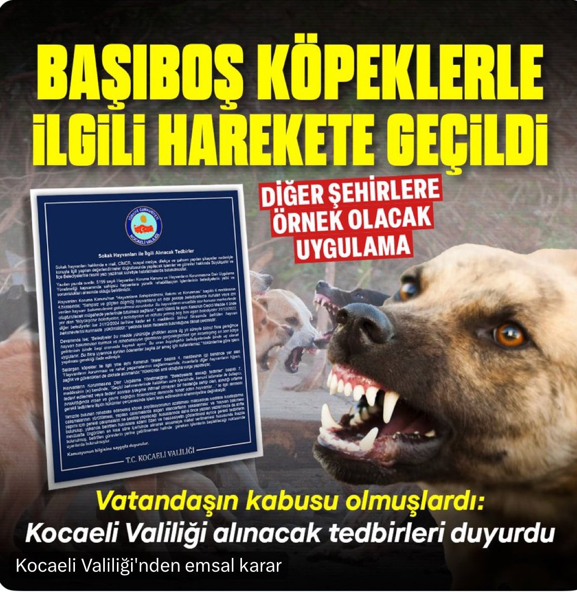 Başıboş Köpek terörü konusunda tüm valiliklerden aynı hassasiyeti bekliyoruz. Tebrikler @kocaelivaliligi 

Kocaeli Valiliği, il ve ilçe belediyelerine, başıboş köpeklerin acısız bir şekilde itlaf edilmesi talimatı verdi.