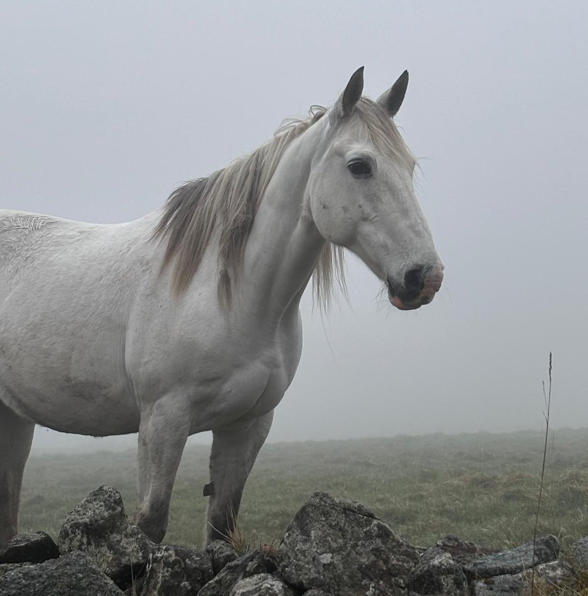 White horse in the mist at the Hellfirethis morning. #Bealtaine #thursdayvibes #Weather