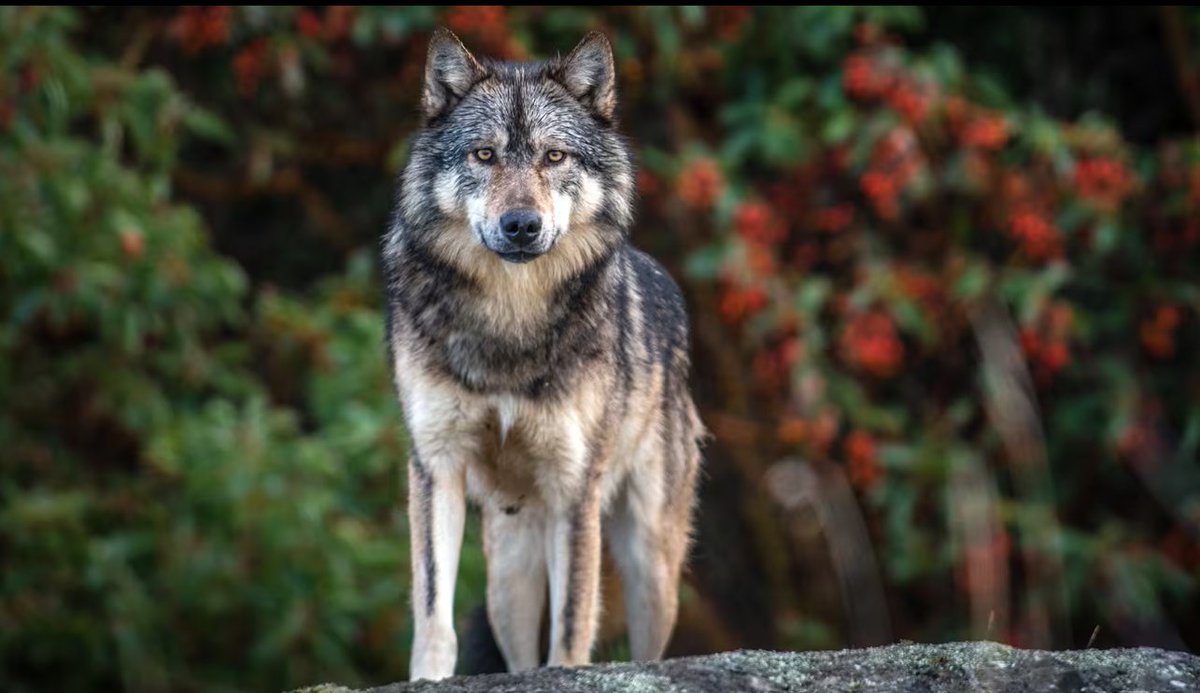 NEW #DigitalDiplomacy  Blog Post📰: From “Wolf Warrior Diplomacy” To “Lone Wolf Diplomacy'-The New Logic of #Digital Public #Diplomacy.  digdipblog.com/2024/05/02/fro…