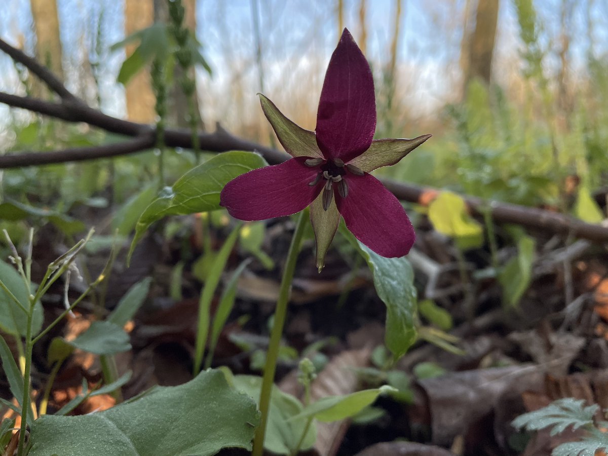 Spice Bush Trail is bursting with spring ephemeral blooms this morning! Hike this trail soon, these blooms won’t last long! 🌸 #visitck [Image 1: Flowers with 3 white petals bloom in a forest. Image 2: A flower with 3 red petals blooms in a forest.]