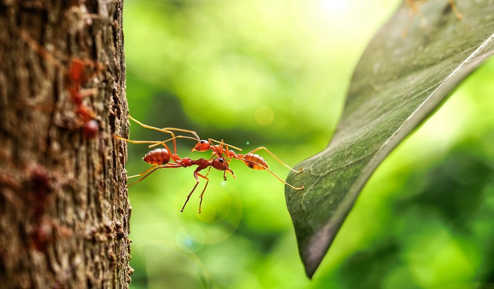 Quante formiche ci sono sulla Terra?
20 QUADRILIONI.

20x10¹⁵

Per mettere in prospettiva questo numero astronomico, si tratta di più di  2.000.000 di formiche per ogni essere umano sul pianeta.