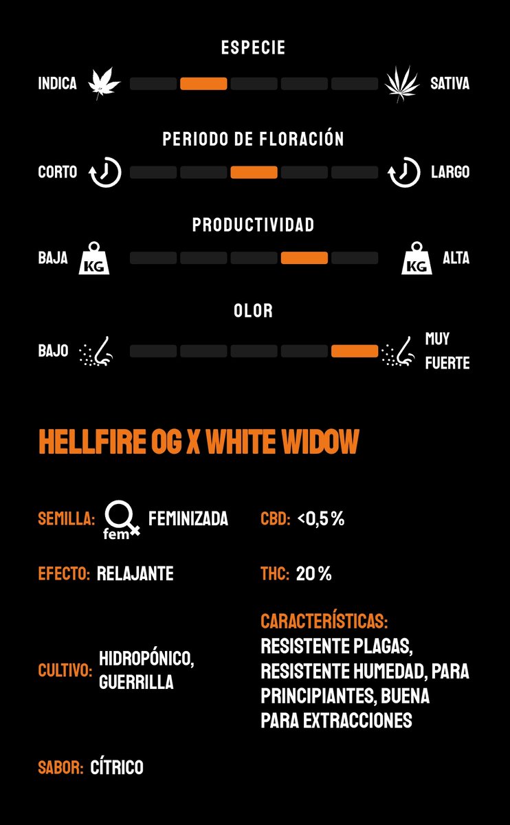 🔥 HELLFIRE OG de #KannabiaSeeds 🌱 @IntKannabia @Kannabia_Samen @Kannabia_US
📷 Gracias al querido amigo #kannabista @RaulSantos1981 💃🏻🤟😍💯🧡💚

ℹ️ #HellfireOG #seeds 👇
kannabia.com/es/semillas-ma… 

Fem ♀️
Hellfire OG x White Widow.
Indica dominant hybrid

📢 50% of #discount 🎉