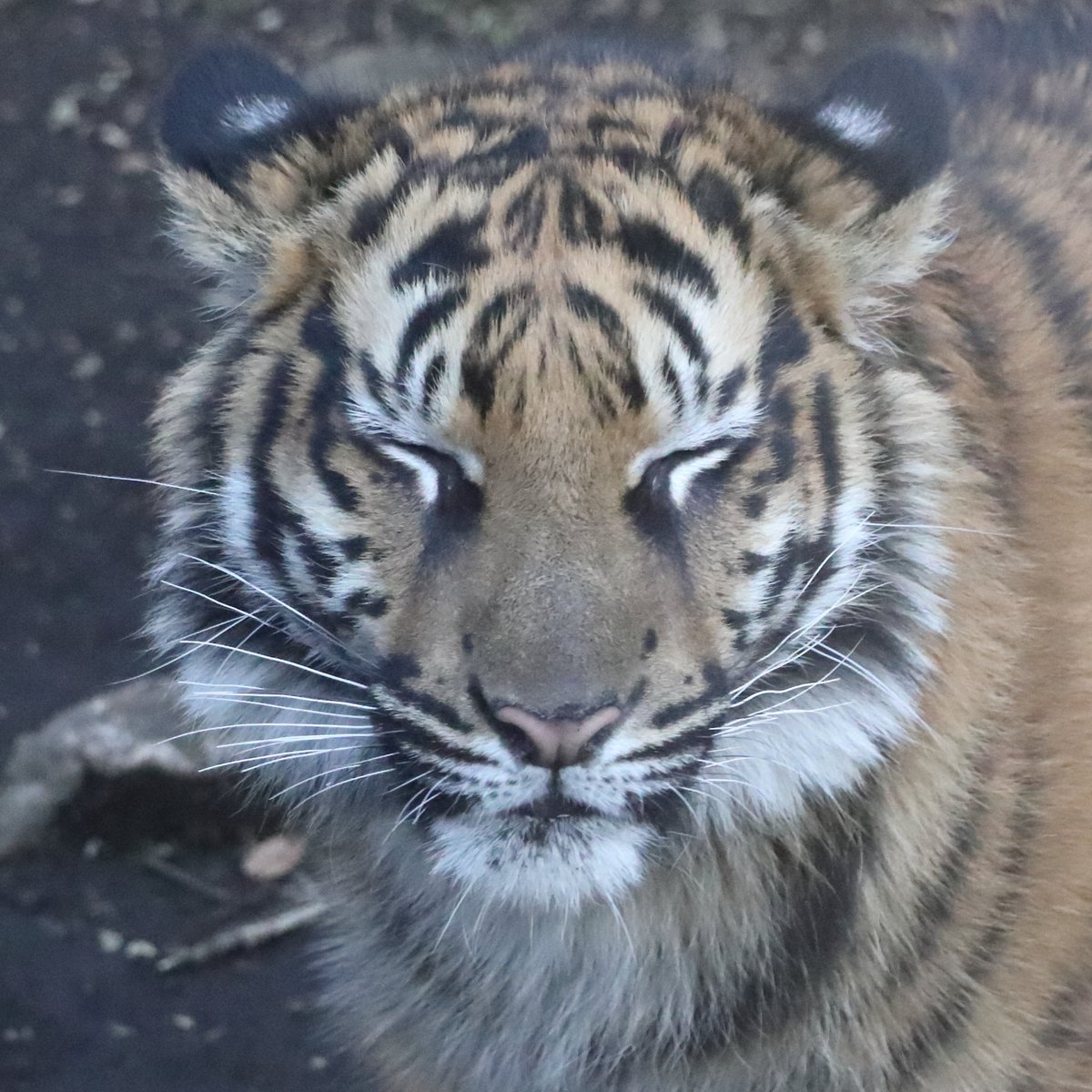 アサちゃんの表情の変化が好きです。

#Sumatrantiger  #tiger #bigcat #スマトラトラ #上野動物園 #アサ