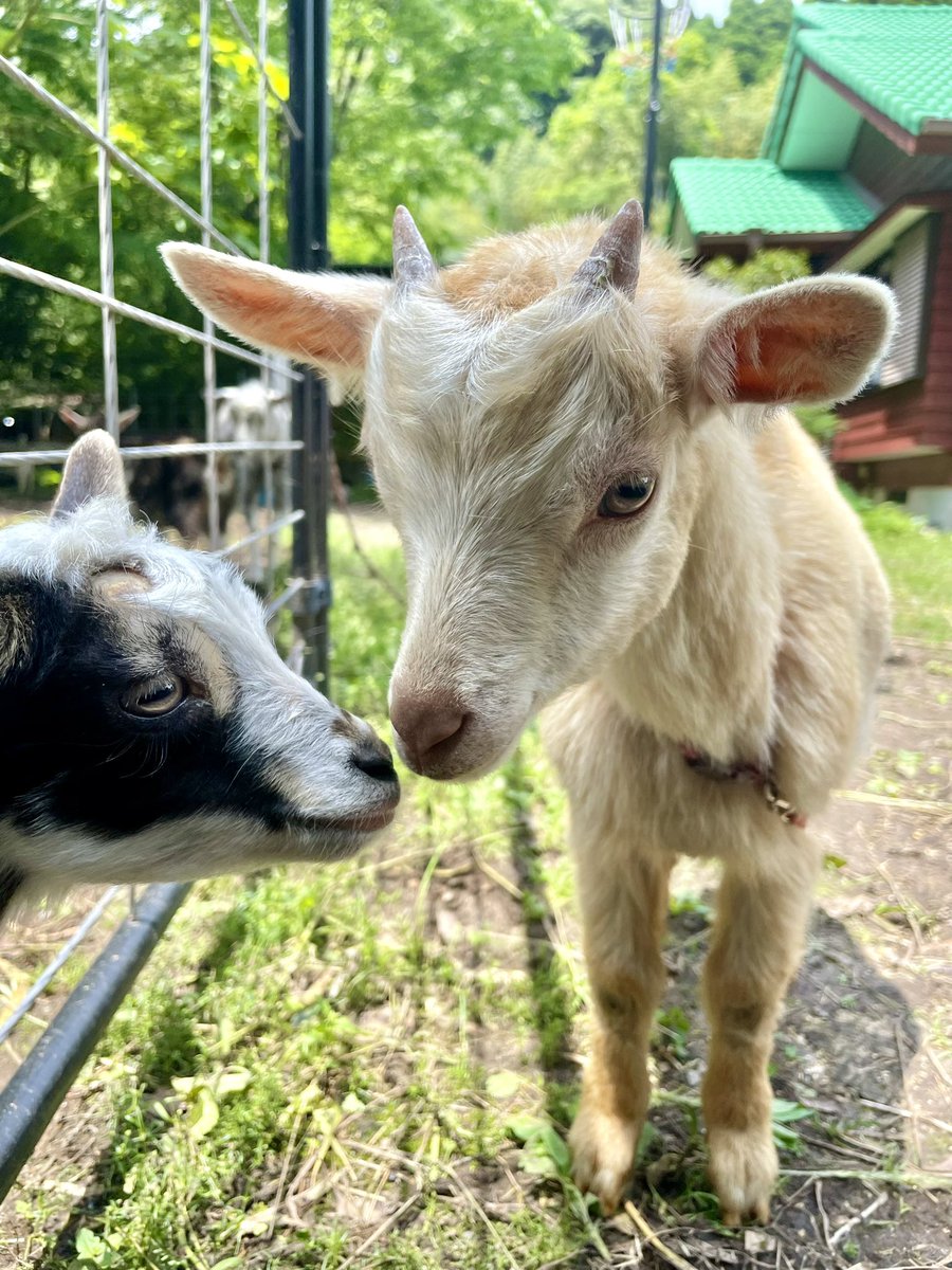 昨日、ヤギーズランドの仲間になったメッ☺️よろしくメッ🥰ちくわより
#ヤギ　#ヤギのいる暮らし
#ミニヤギ　#トカラヤギ
#ネイティブトカラヤギ
#ヤギーズランド