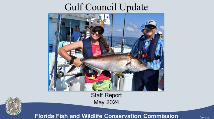 Now: Gulf of Mexico Fishery Management Council (GMFMC) Staff Report to the Commission. Expected topics will include red snapper, red grouper, gag grouper, mackerel, and other updates on topics relevant to Florida. Presentation: bit.ly/4bfbKqo#FWC2024