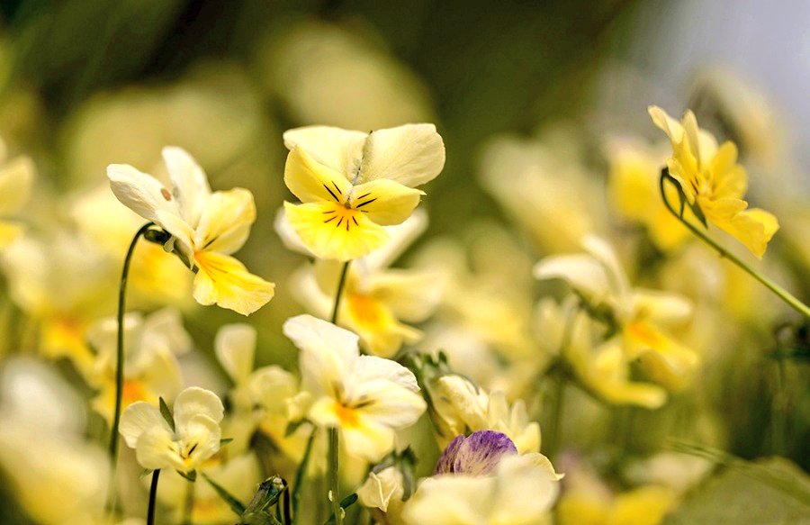 Und manchmal ist eine Frühlingsstimmung in der Luft, als ob Veilchen und Liebe dazugehörten ... - Gottfried Benn