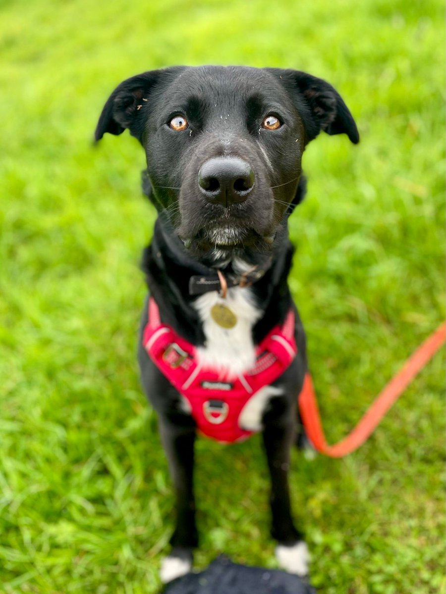 Keep an eye out for Barney, our friendly Collie X, who will soon be available for adoption 👀 Typical of the Collie breed, Ball=Life for this boy, so he is hoping his new family will have lots waiting for him! 🥎 cotswoldsdogsandcatshome.org.uk/adopt-a-dog/ #CollieX #RescueDog #ComingSoon