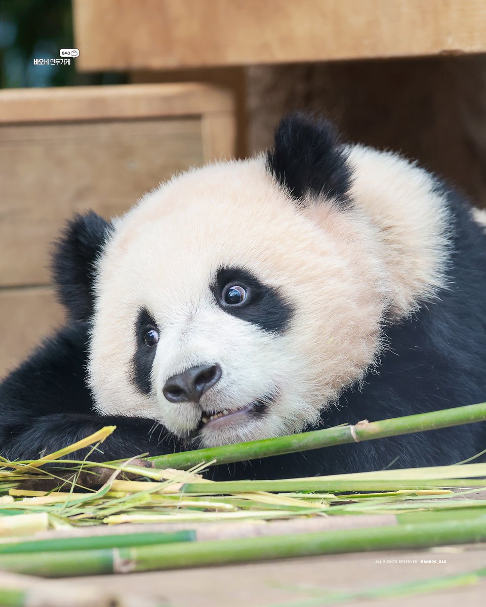 240501 대나무 앙큼하게 물기 👀

#후이바오 #huibao