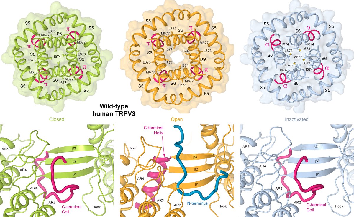 Happy to share the conformational ensemble of wild-type human TRPV3. For the first time the channel structure is open by applying agonists, 2-APB or THCV, without sensitizing mutations! @knadezhdinPhD @arthurCantab @IrinaTalyzina science.org/doi/10.1126/sc…