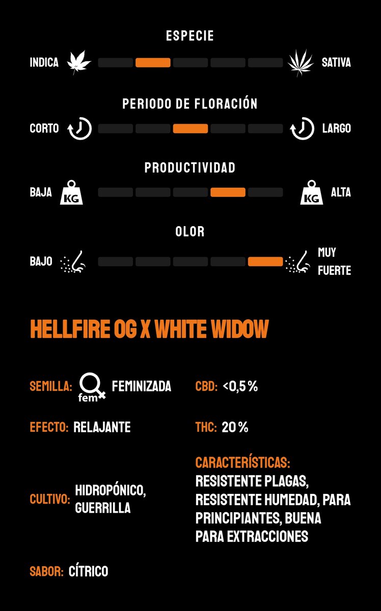 🔥 HELLFIRE OG 🤟 de #KannabiaSeeds 🌱 @KannabiaSeeds @Kannabia_Samen @Kannabia_US
📸 Thanks to our dear #kannabist friend @RaulSantos1981 😍💯🧡💚

ℹ️ #HellfireOG #seeds 👇
kannabia.com/en/feminized-c… 

Fem ♀️
Hellfire OG x White Widow
Indica dominant hybrid

50% of #discount 🎉🤑