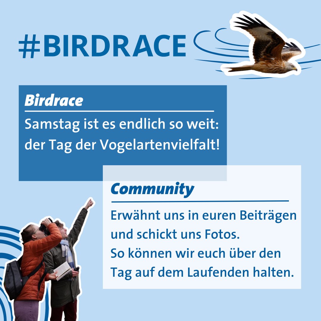 Am kommenden Samstag hat das Warten ein Ende: das 21. #birdrace findet statt.
Wir bitten euch, Fotos an presse@dda-web.de zu senden, die wir zukünftig für unsere Öffentlichkeitsarbeit nutzen dürfen.

Foto Rotmilan: Hans Glader
Foto Birdracer*innen: Swantje Furtak