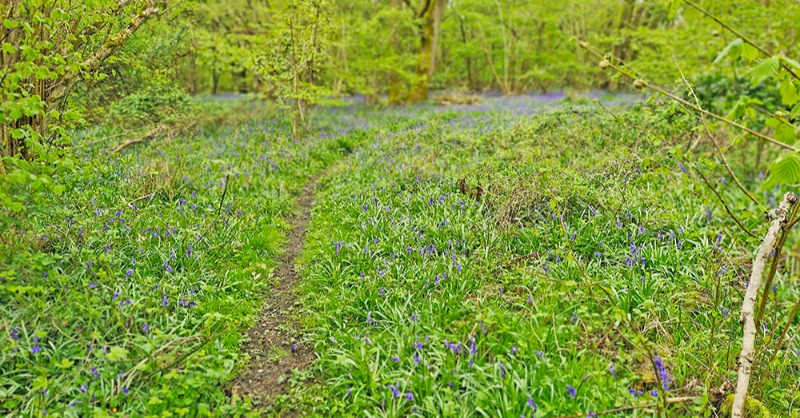 Our spotlight on Prior’s Coppice Nature Reserve as part of #bluebell season this month. Watch here youtu.be/q88mMpyFxLY Visit this #BankHoliday #NatureReserve #Walk Dont forget wellies! Special thanks to Ian Drummond for the aerial footage