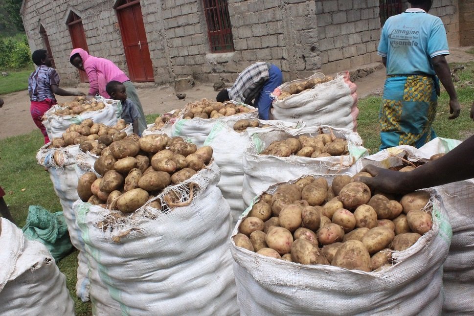 Did you know that Nigeria is currently the largest producer of Irish potatoes in Africa? Nigeria's Plateau State has been known as the leading state in Irish potato production in the country. Nigeria emerged as the largest potato producer in the continent, contributing to 58%…