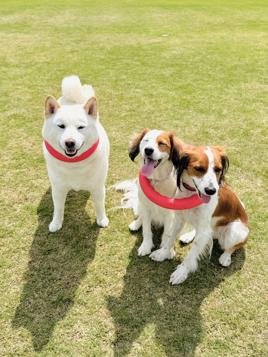 w_kooiker's tweet photo. 白柴の兄さんとプラーで
記念写真📸
兄さん首輪にしか見えん😆
#デカ柴 #コーイケルホンディエ #犬好きさんと繋がりたい #bypuller https://t.co/x5fYpHRNsF