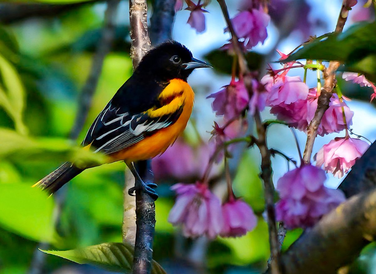 The blooms are quickly fading as Central Park is turning lush & green. Soon, the pink blossoms will be gone making it harder to see birds like this gorgeous male Baltimore Oriole. Happy Spring!😍