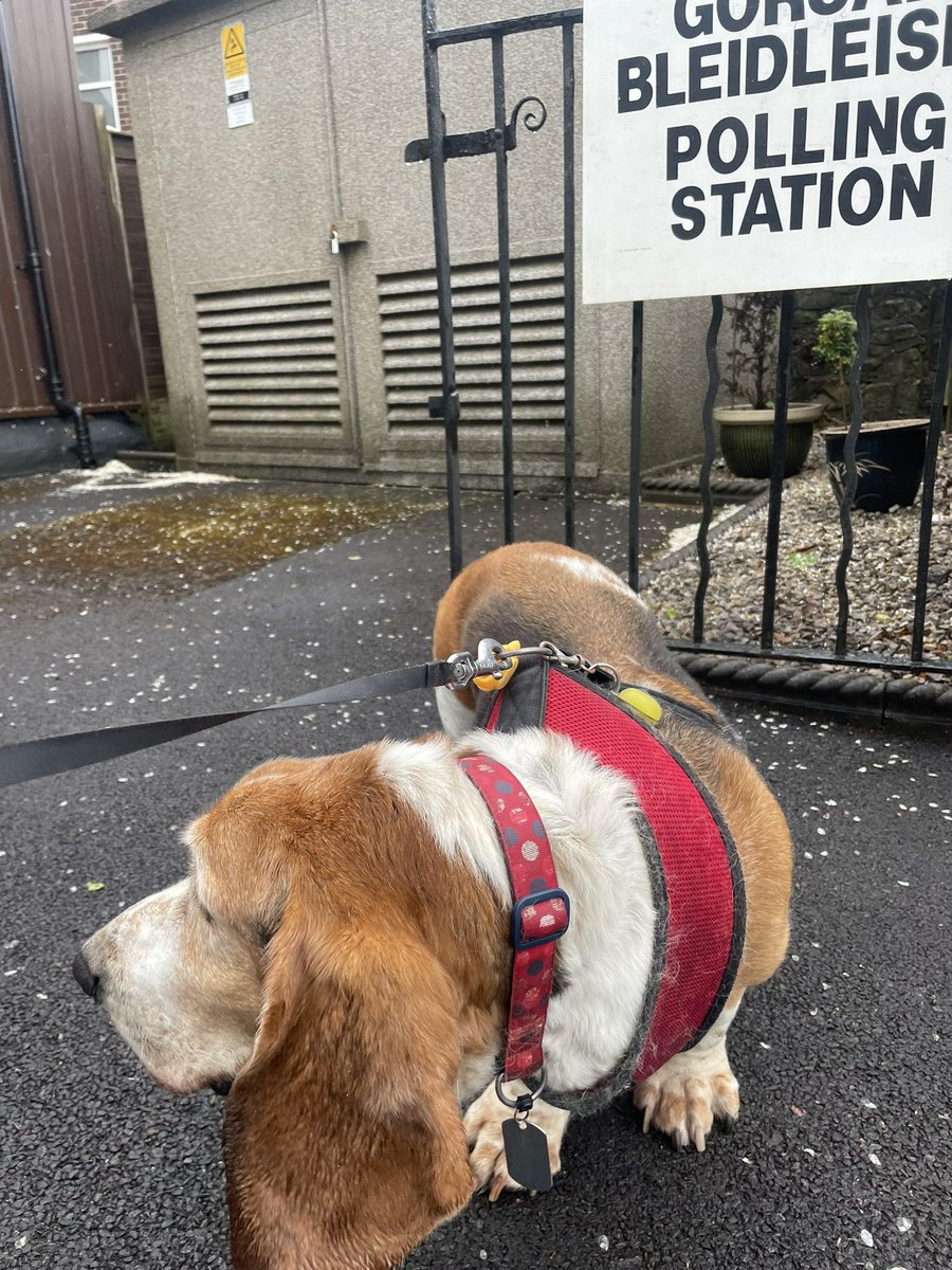 Watson says let’s go vote already! #dogsatpollingstations 🐶