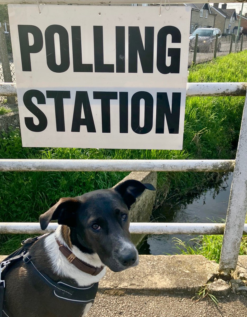 🗳 Still time to cast your vote this #ElectionDay 🐶🐾 Bessie was very pleased to stamp her paw on the ballot paper... despite her expression 😅 #DogsAtPollingStations